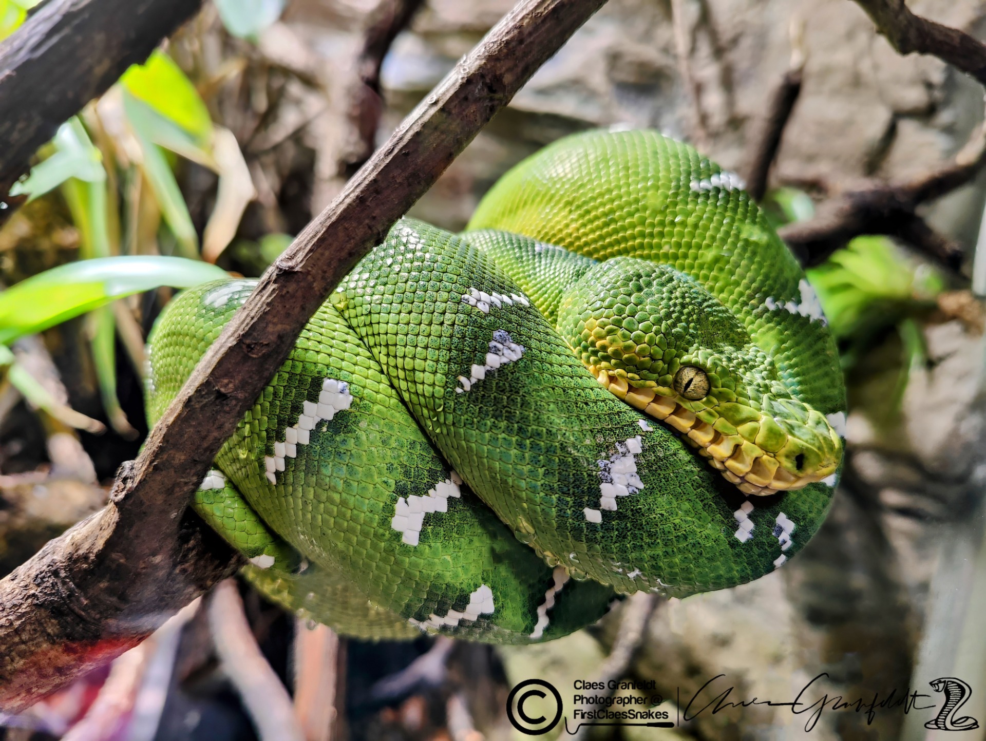 Other Snakes :: FirstClaesSnakes